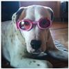 Hondenbril Doggles Pink-282