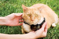 Halsband Catfence voor de kat ultralight-966