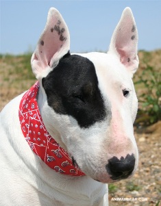 Aqua Coolkeeper halsband rood Aqua Coolkeeper halsband rood