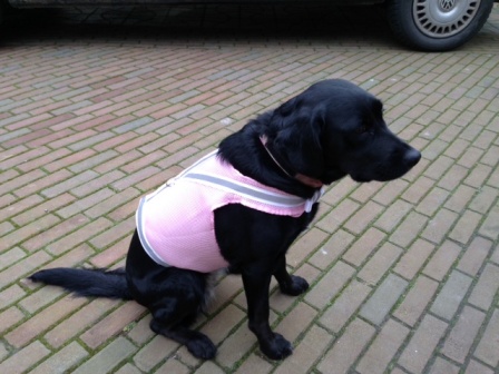 Reflective vest roze grote hond-0