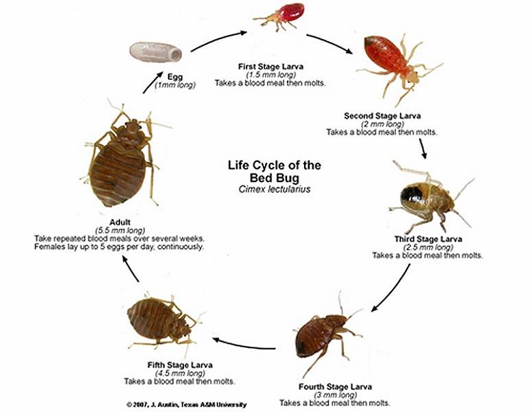 Life Cycle Bed Bug