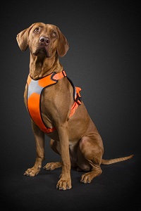 huttra harness orange hond