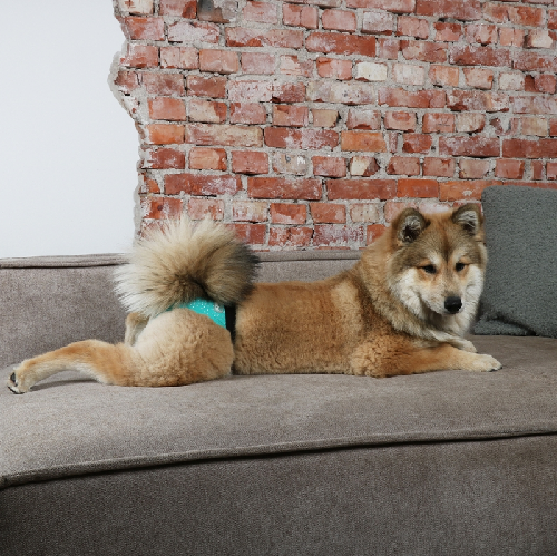 EBI Loopsheidsbroekje