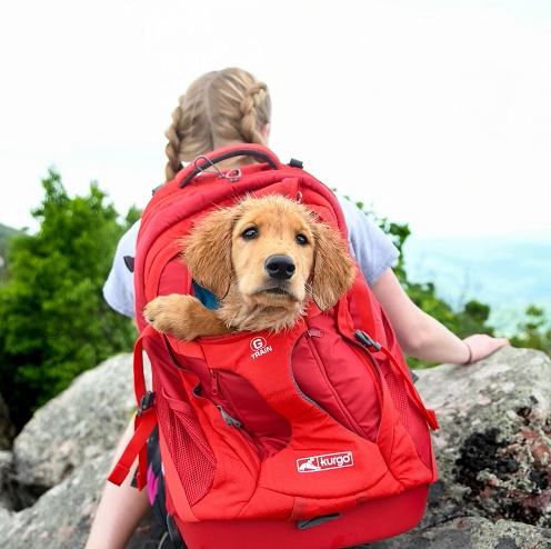 Kurgo rugtas voor kleine honden