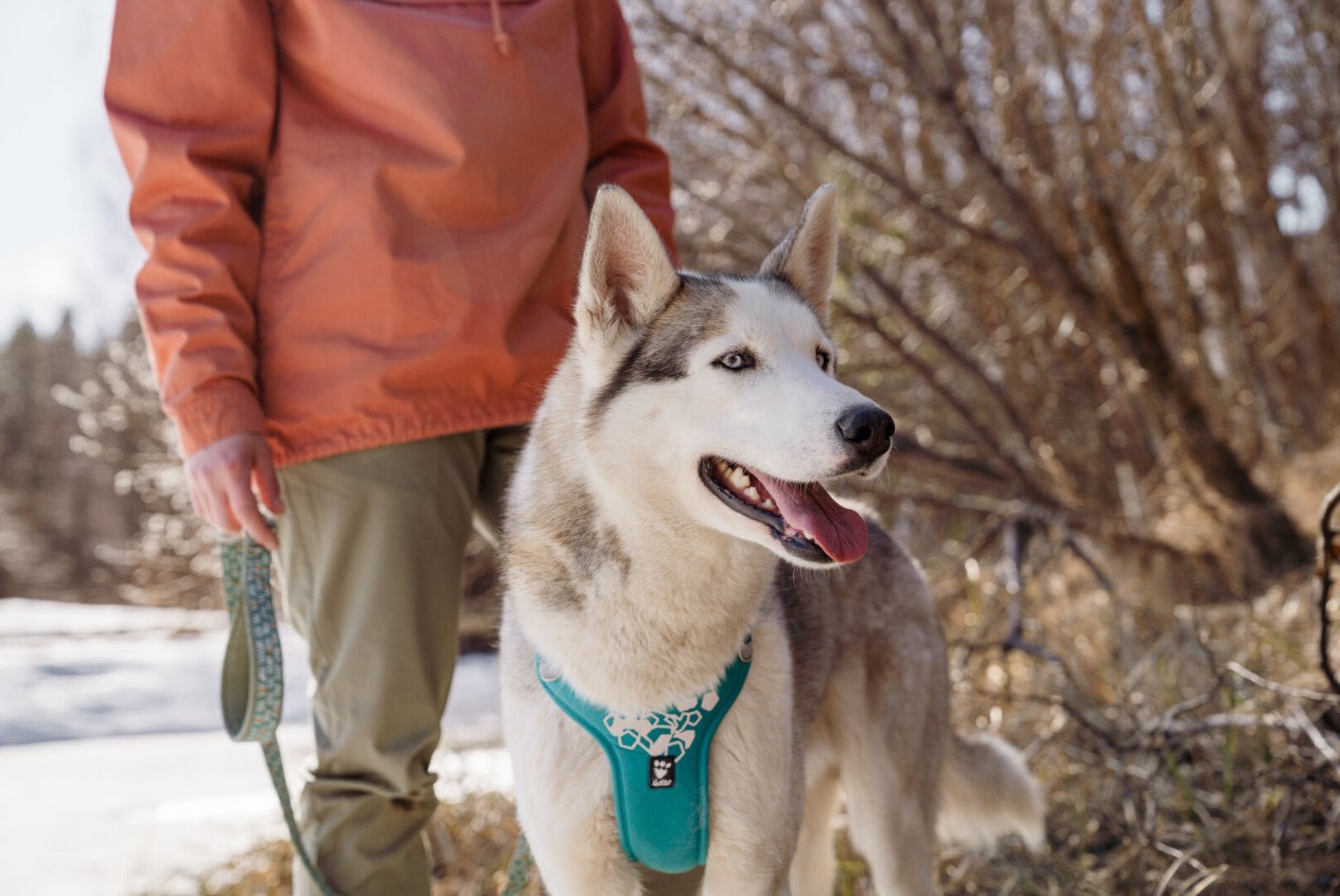 Hurtta Weekend Warrior Harness Peacock